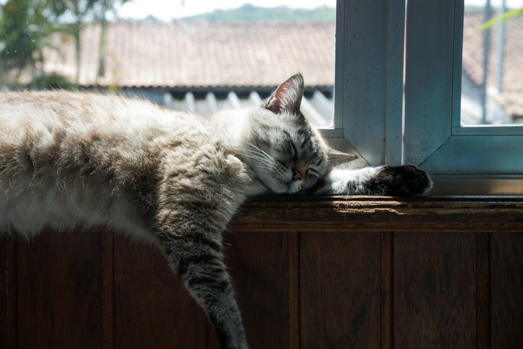 窓際で寝そべる猫